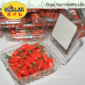 Medlar Goji Berry Wolfberry Herbs